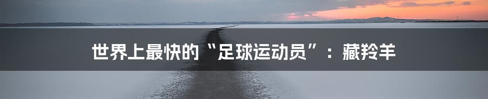 世界上最快的“足球运动员”:藏羚羊