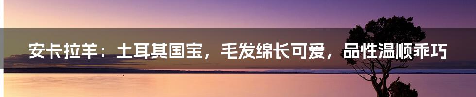 安卡拉羊：土耳其国宝，毛发绵长可爱，品性温顺乖巧