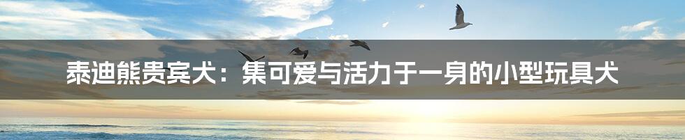 泰迪熊贵宾犬:集可爱与活力于一身的小型玩具犬
