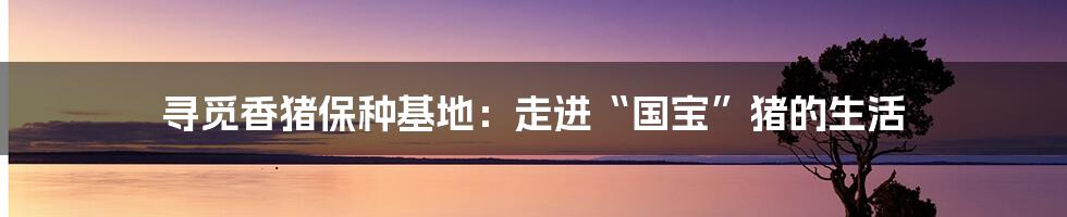 寻觅香猪保种基地:走进“国宝”猪的生活