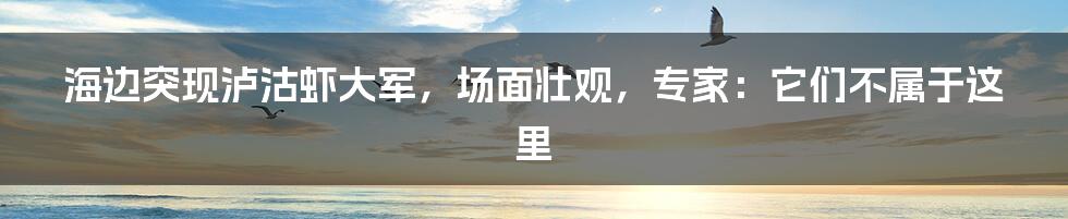 海边突现泸沽虾大军，场面壮观，专家：它们不属于这里