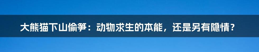 大熊猫下山偷笋:动物求生的本能,还是另有隐情?