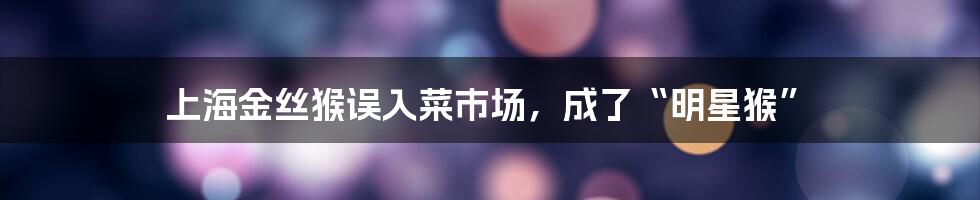 上海金丝猴误入菜市场,成了“明星猴”