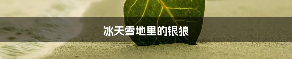 冰天雪地里的银狼