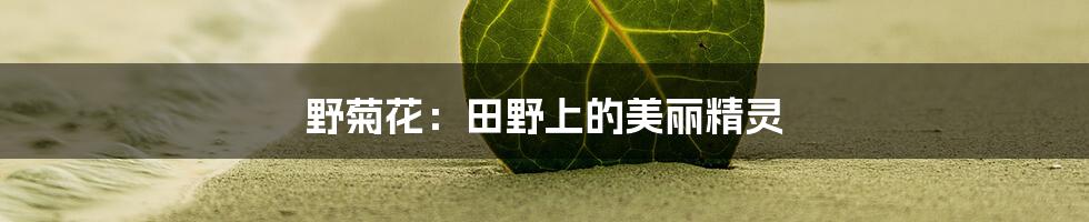 野菊花：田野上的美丽精灵