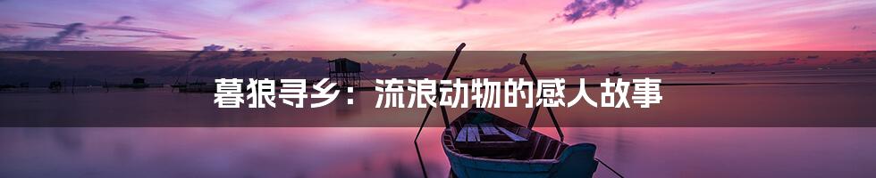 暮狼寻乡：流浪动物的感人故事