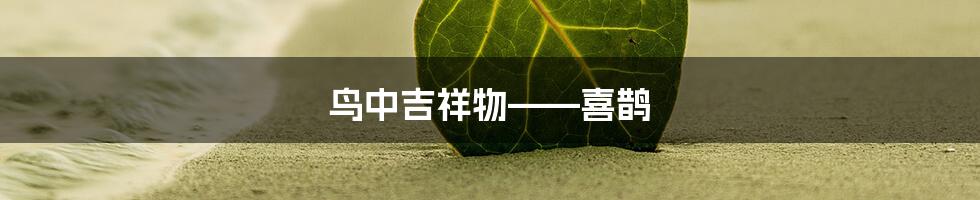 鸟中吉祥物——喜鹊