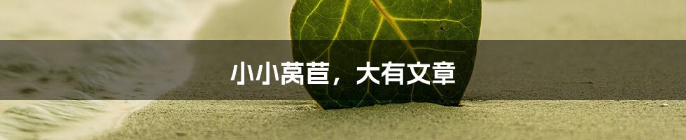 小小莴苣,大有文章