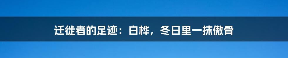 迁徙者的足迹:白桦,冬日里一抹傲骨
