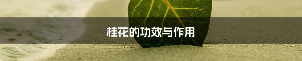 桂花的功效与作用