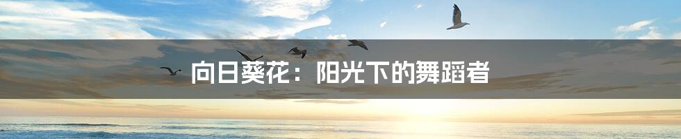 向日葵花：阳光下的舞蹈者