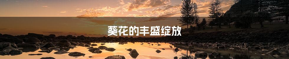 葵花的丰盛绽放