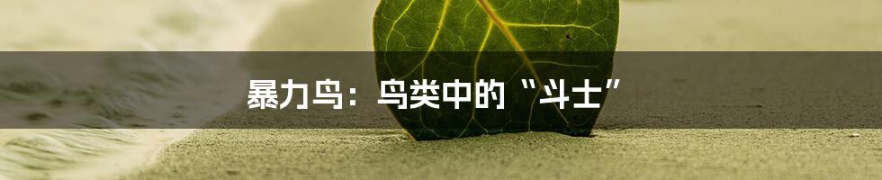 暴力鸟:鸟类中的“斗士”