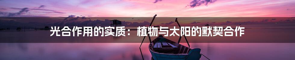 光合作用的实质:植物与太阳的默契合作