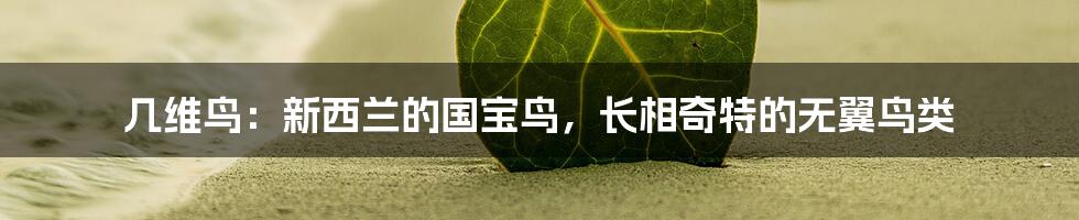 几维鸟:新西兰的国宝鸟,长相奇特的无翼鸟类