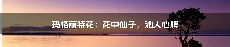 玛格丽特花:花中仙子,沁人心脾