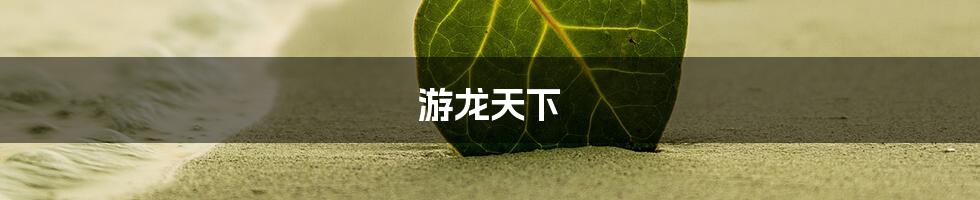 游龙天下