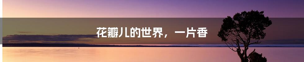 花瓣儿的世界，一片香