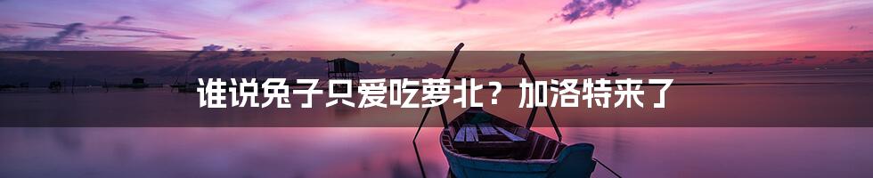 谁说兔子只爱吃萝北?加洛特来了