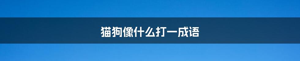 猫狗像什么打一成语