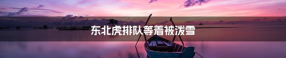 东北虎排队等着被泼雪