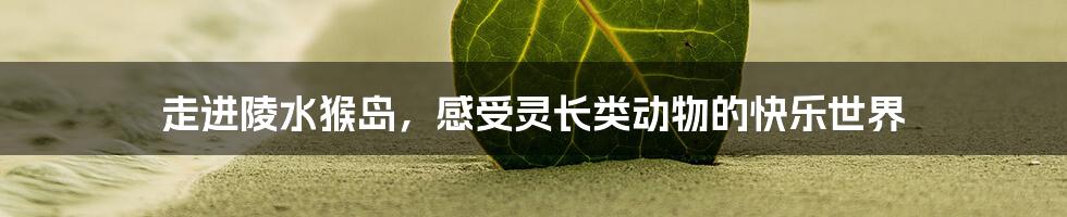 走进陵水猴岛，感受灵长类动物的快乐世界