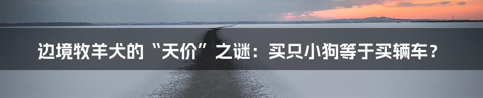 边境牧羊犬的“天价”之谜:买只小狗等于买辆车?