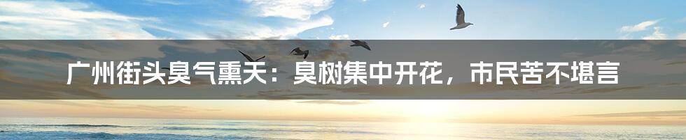 广州街头臭气熏天：臭树集中开花，市民苦不堪言