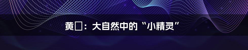 黄鹀:大自然中的“小精灵”