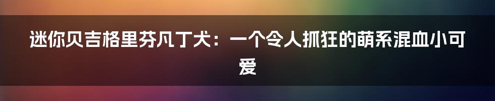 迷你贝吉格里芬凡丁犬:一个令人抓狂的萌系混血小可爱