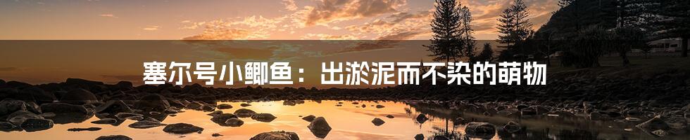塞尔号小鲫鱼:出淤泥而不染的萌物