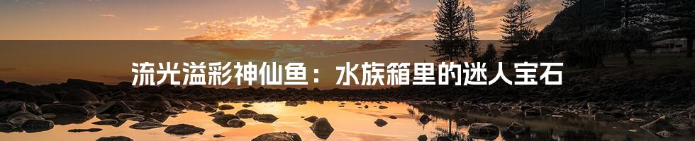 流光溢彩神仙鱼:水族箱里的迷人宝石