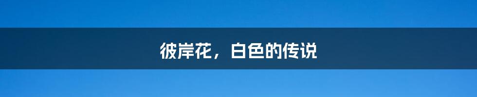 彼岸花,白色的传说