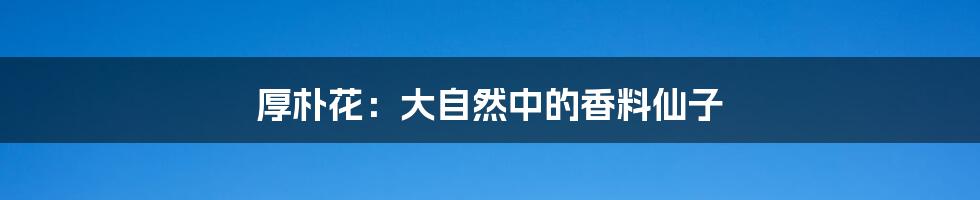 厚朴花：大自然中的香料仙子
