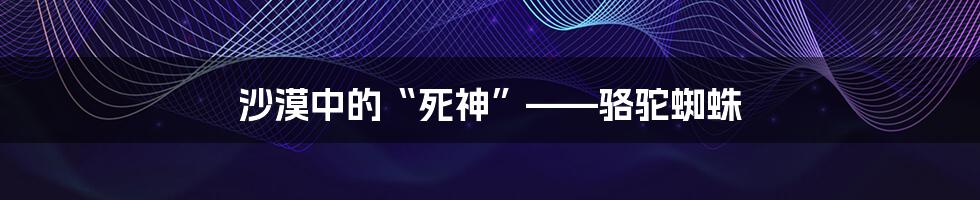 沙漠中的“死神”——骆驼蜘蛛