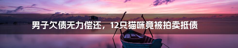 男子欠债无力偿还,12只猫咪竟被拍卖抵债