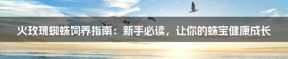 火玫瑰蜘蛛饲养指南：新手必读，让你的蛛宝健康成长
