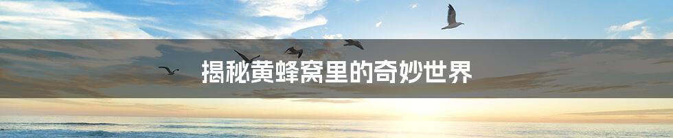 揭秘黄蜂窝里的奇妙世界
