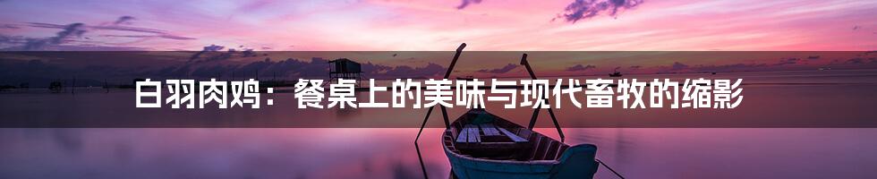 白羽肉鸡:餐桌上的美味与现代畜牧的缩影