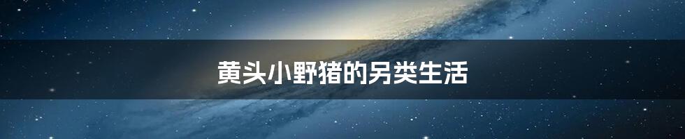黄头小野猪的另类生活