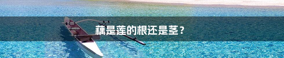 藕是莲的根还是茎?