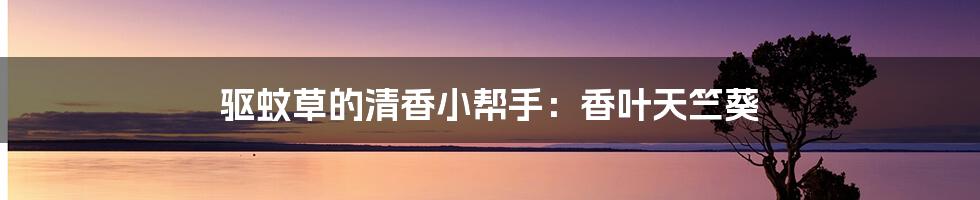 驱蚊草的清香小帮手：香叶天竺葵