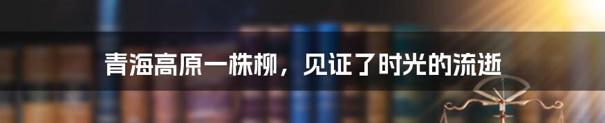 青海高原一株柳,见证了时光的流逝