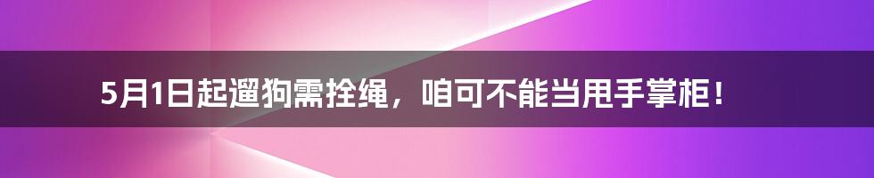 5月1日起遛狗需拴绳,咱可不能当甩手掌柜!