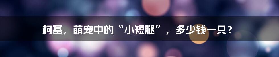 柯基,萌宠中的“小短腿”,多少钱一只?