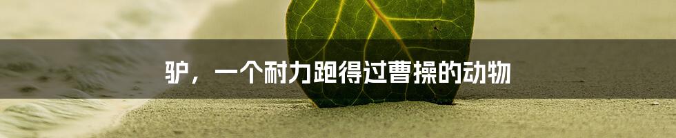 驴,一个耐力跑得过曹操的动物