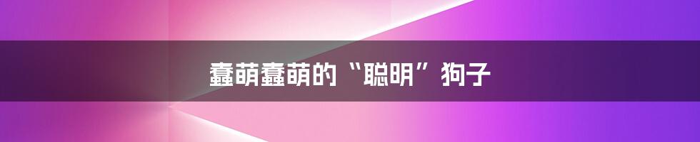 蠢萌蠢萌的“聪明”狗子