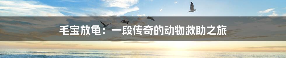 毛宝放龟:一段传奇的动物救助之旅