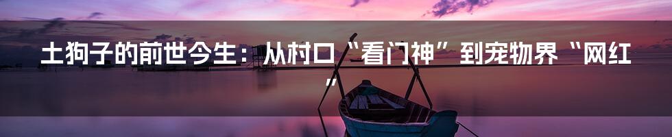 土狗子的前世今生:从村口“看门神”到宠物界“网红”
