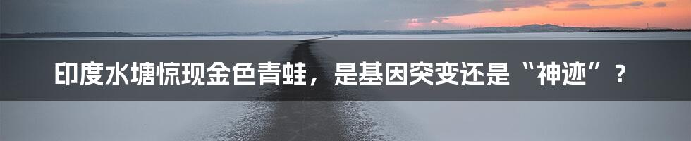 印度水塘惊现金色青蛙,是基因突变还是“神迹”?